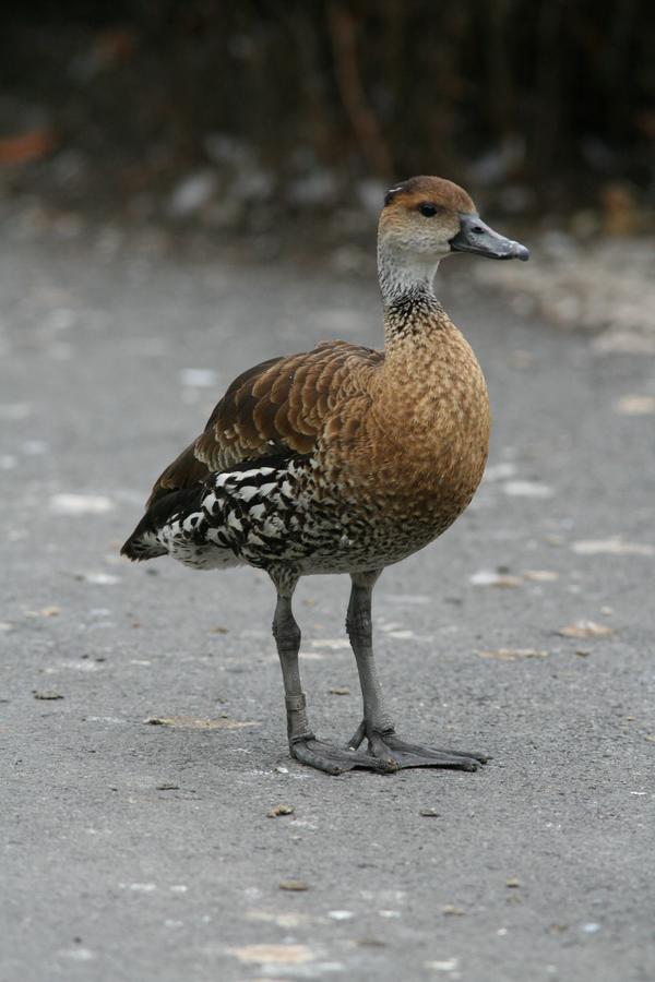 West Indian Whistling Duck West Indian Whistling Duck