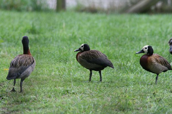 White-faced Whistling Duck