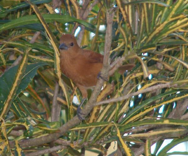 White-lined Tanager