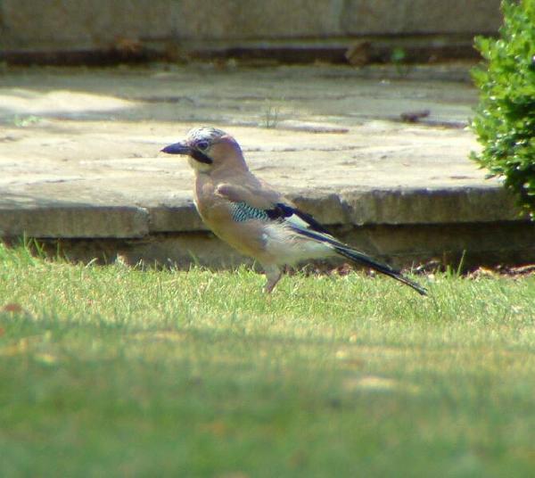 Eurasian Jay Eurasian Jay