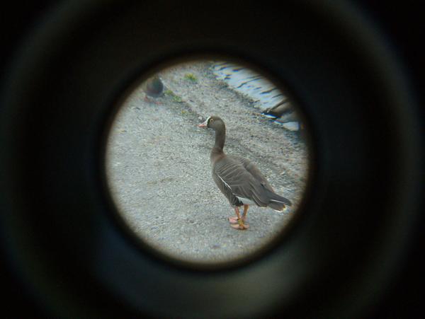 White-fronted Goose White-fronted Goose