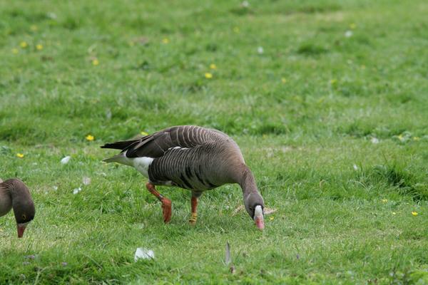 White-fronted Goose White-fronted Goose