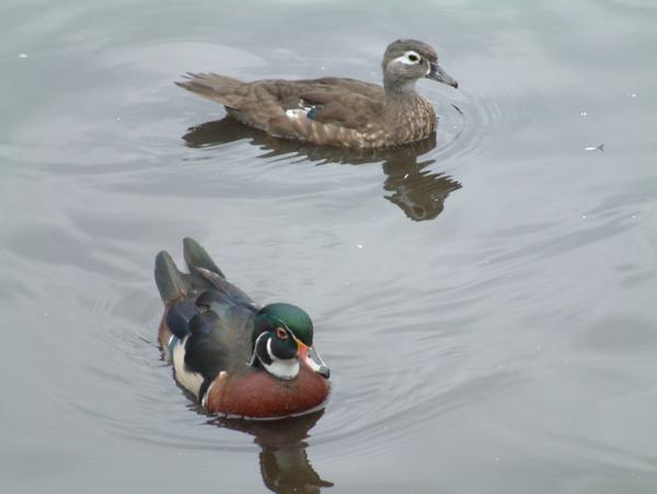 Wood Duck Wood Duck
