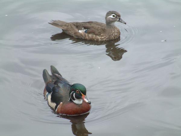 Wood Duck