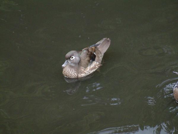 Wood Duck Wood Duck