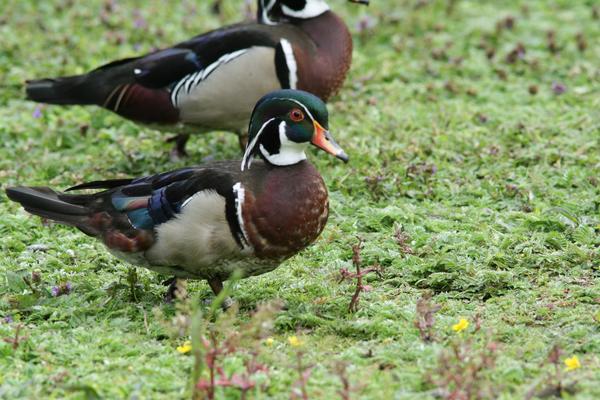 Wood Duck Wood Duck