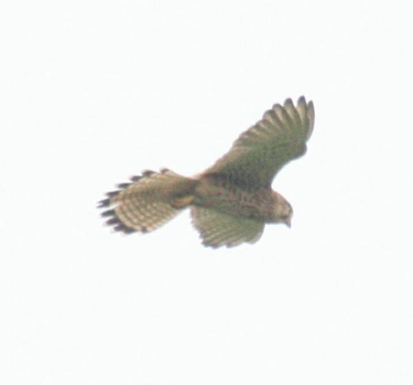 Common Kestrel Common Kestrel