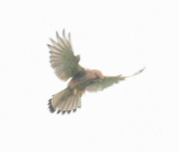 Common Kestrel Common Kestrel