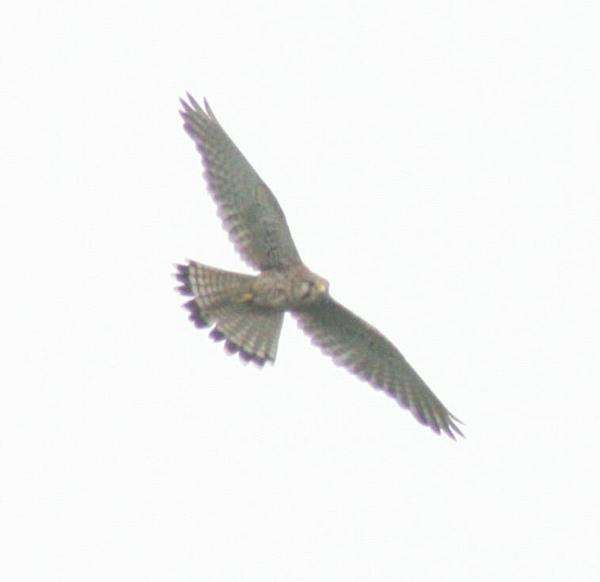 Common Kestrel Common Kestrel