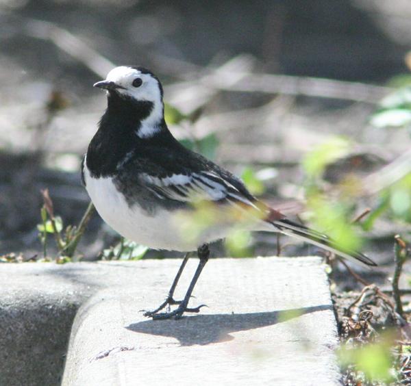 British Pied Wagtail British Pied Wagtail