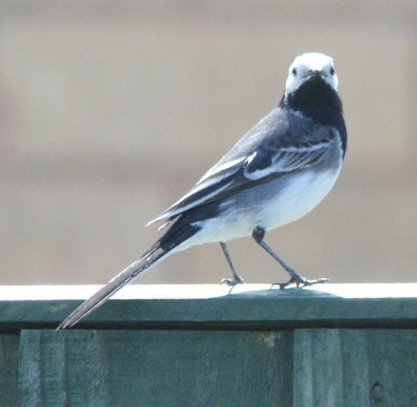 British Pied Wagtail British Pied Wagtail