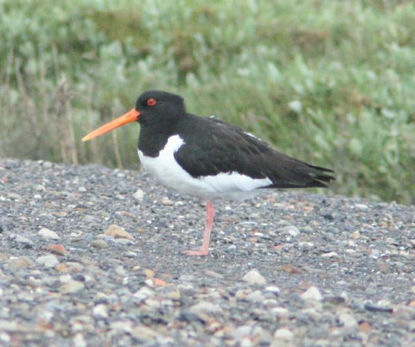 Eurasian Oystercatcher