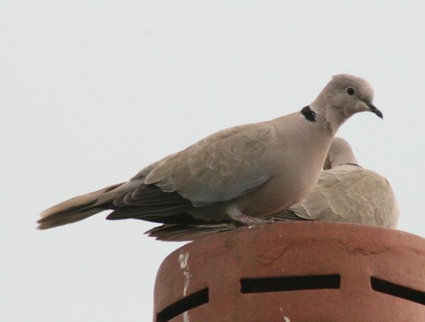 Eurasian Collared Dove Eurasian Collared Dove