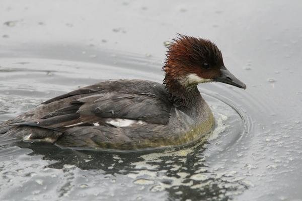 Smew Smew