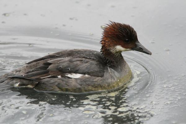 Smew