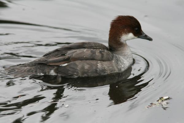 Smew Smew