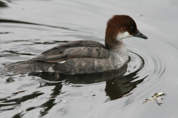 Smew