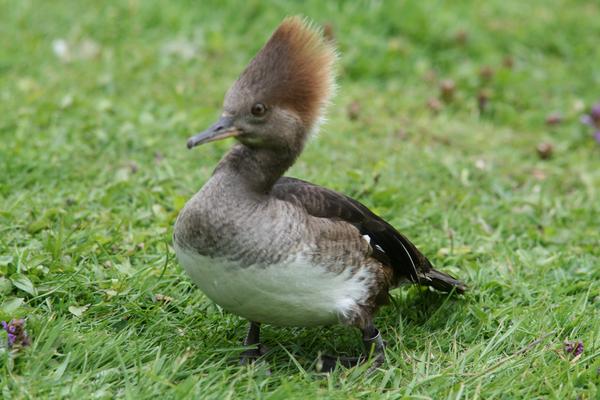 Hooded Merganser Hooded Merganser