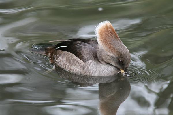 Hooded Merganser