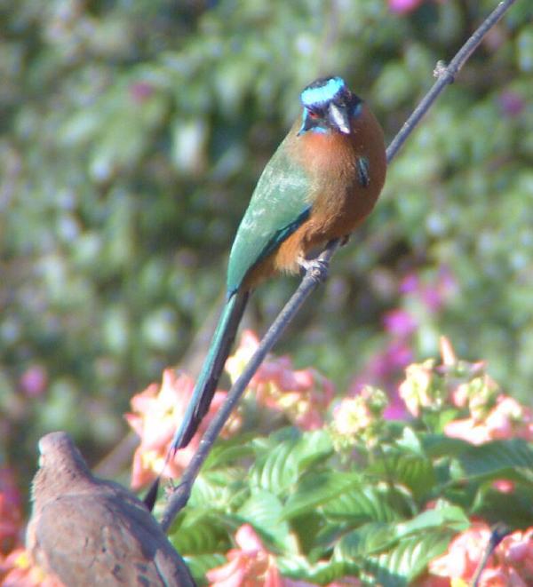 Blue-crowned Motmot