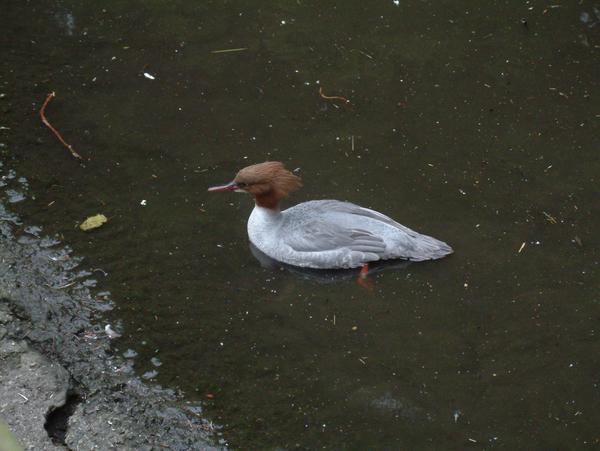 Goosander Goosander