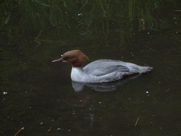 Goosander Goosander