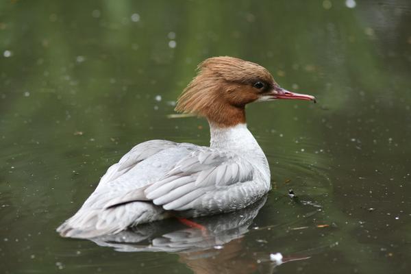 Goosander Goosander