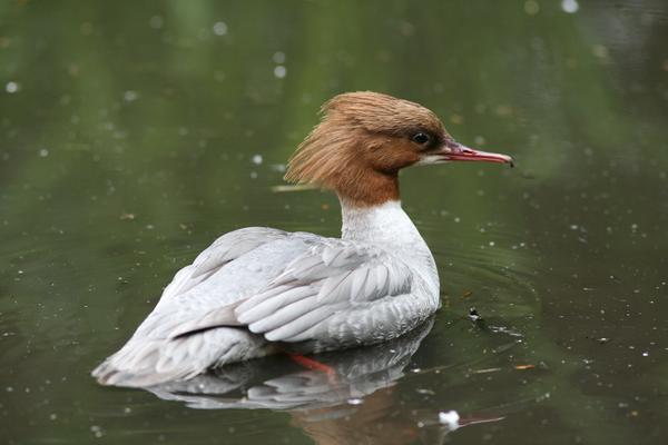 Goosander