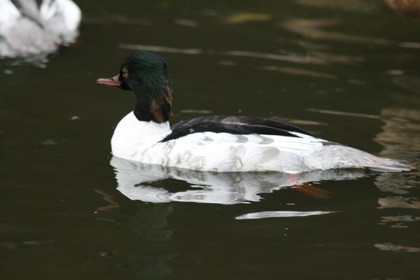 Goosander Goosander