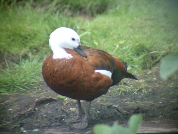 Paradise Shelduck Paradise Shelduck