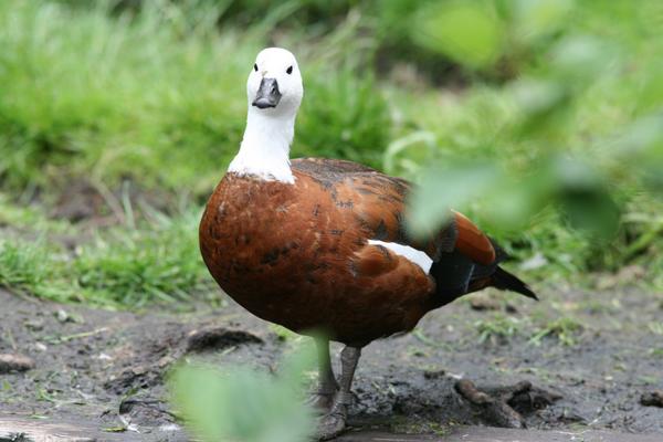 Paradise Shelduck Paradise Shelduck