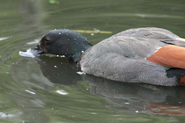 Australian Shelduck