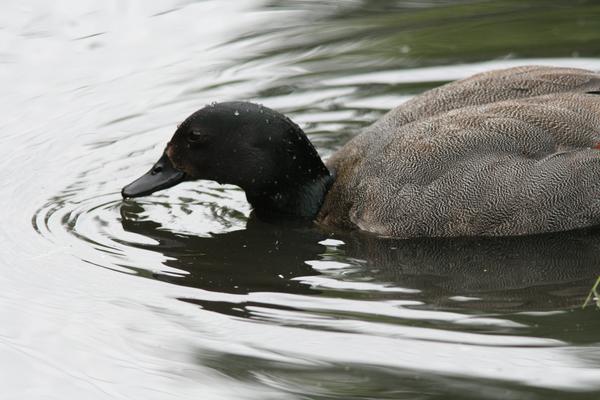 Australian Shelduck Australian Shelduck