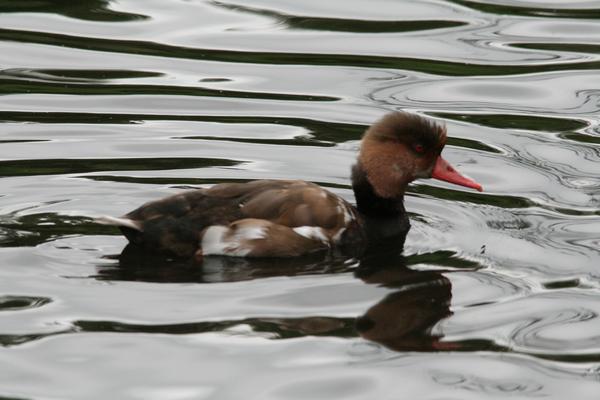 Red-crested Pochard