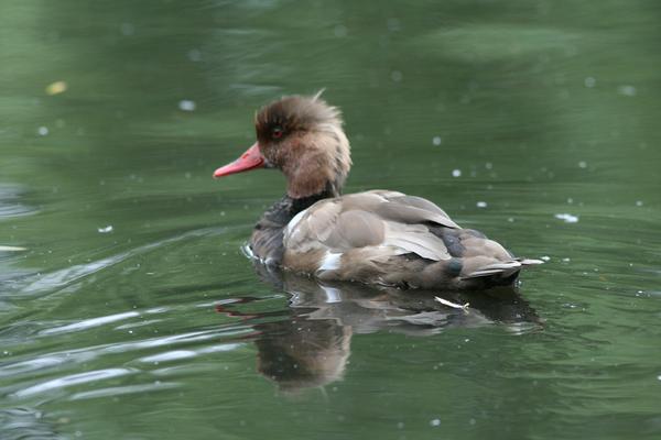 Red-crested Pochard