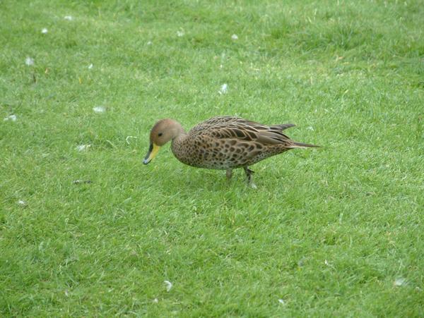 Chilean Pintail