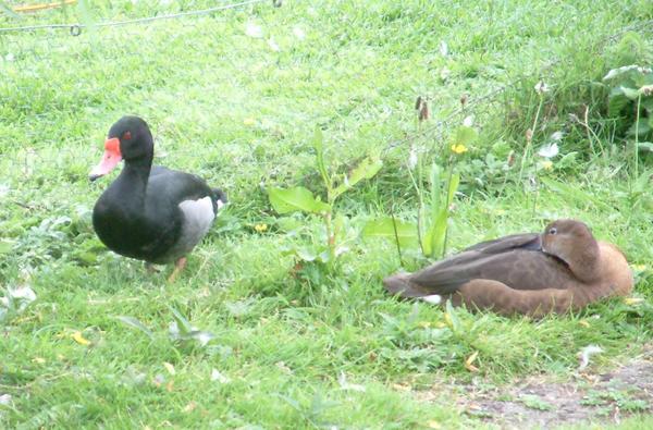 Rosy-billed Pochard