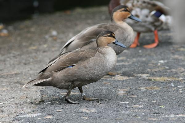 Philippine Duck