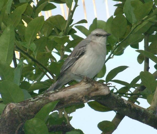 Tropical Mockingbird