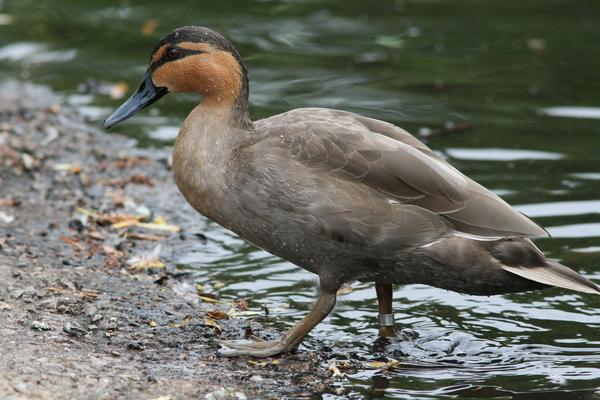 Philippine Duck