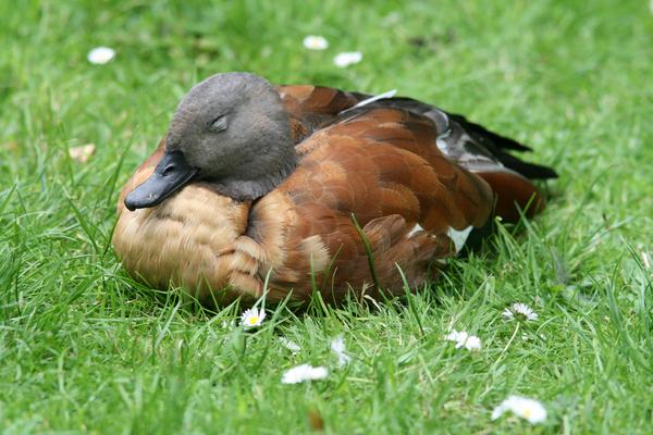 South African Shelduck