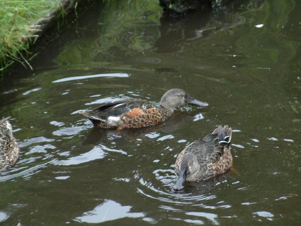 Australasian Shoveler Australasian Shoveler