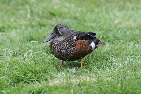 Australasian Shoveler Australasian Shoveler