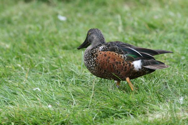 Australasian Shoveler Australasian Shoveler