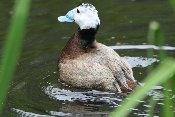 White-headed Duck