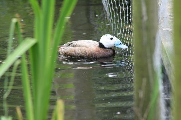 White-headed Duck White-headed Duck