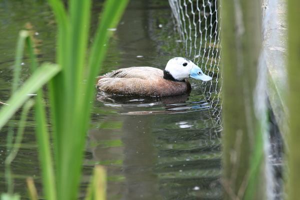 White-headed Duck