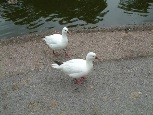 Lesser Snow Goose