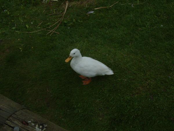 Pekin Duck Pekin Duck