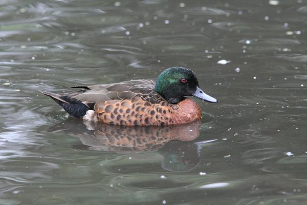 Chestnut Teal Chestnut Teal